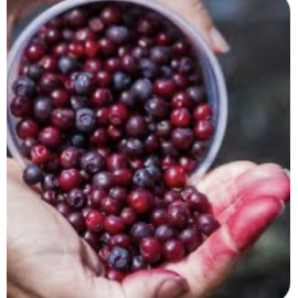 Huckleberry Powder Huckleberry Powder